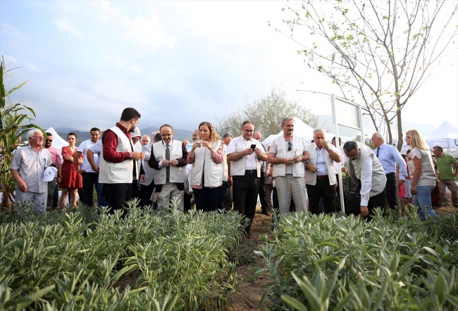 Düzce'de tıbbi ve aromatik bitkilerin ilk hasadı yapıldı